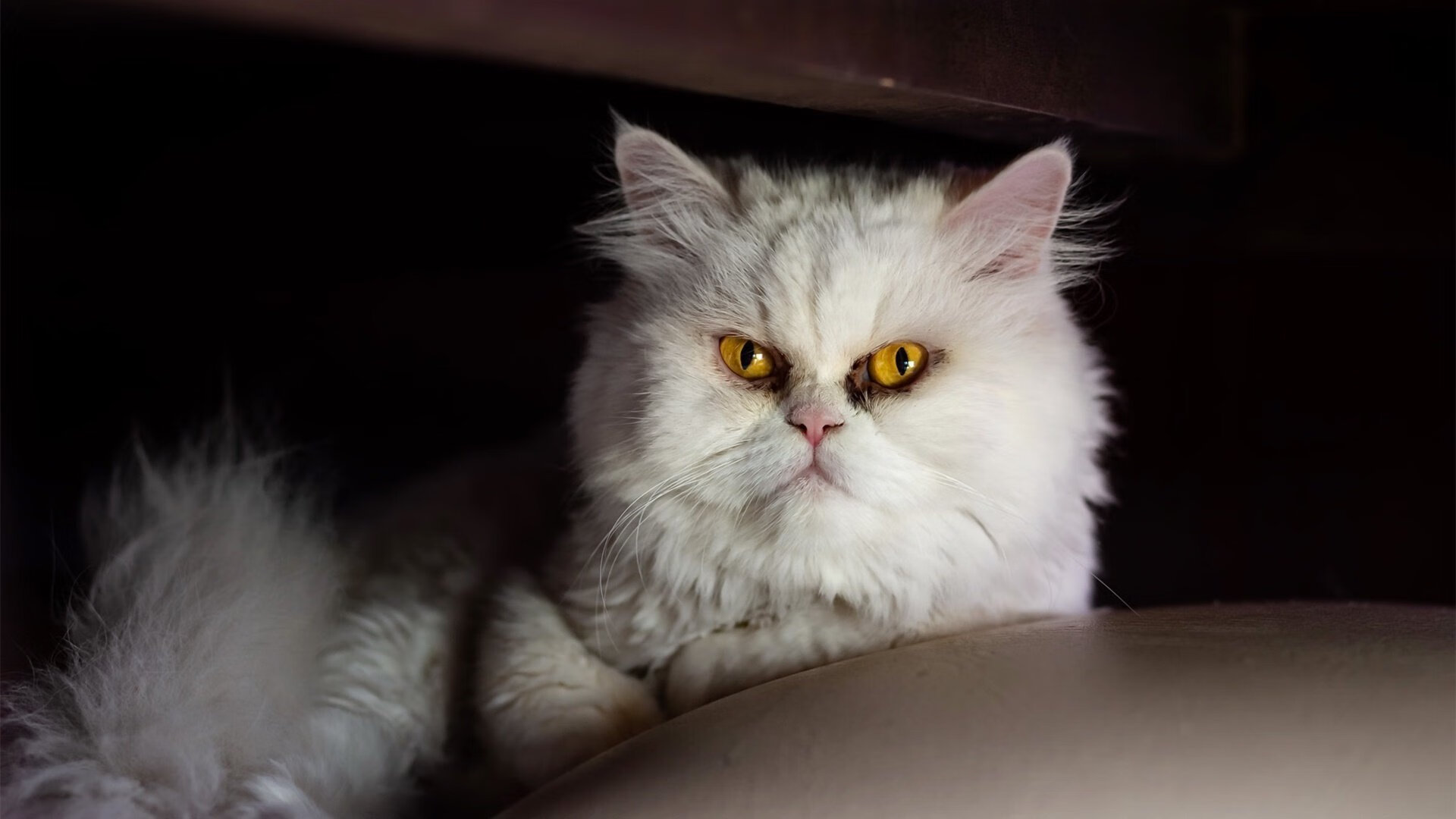 LeyuSports-“英超焦点战：榜首大战精彩纷呈”，英超首秀