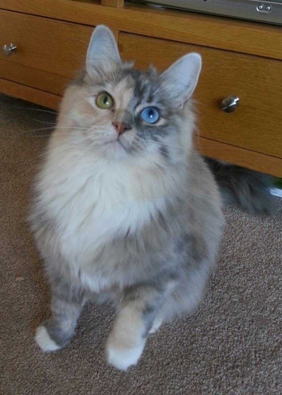 “黑哨”事件：裁判失误引发全民热议，黑哨是啥意思