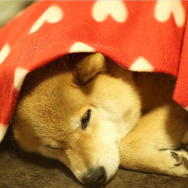 【队内竞争】新老球员对抗带来的精彩比拼，对一个新的球队应该说什么