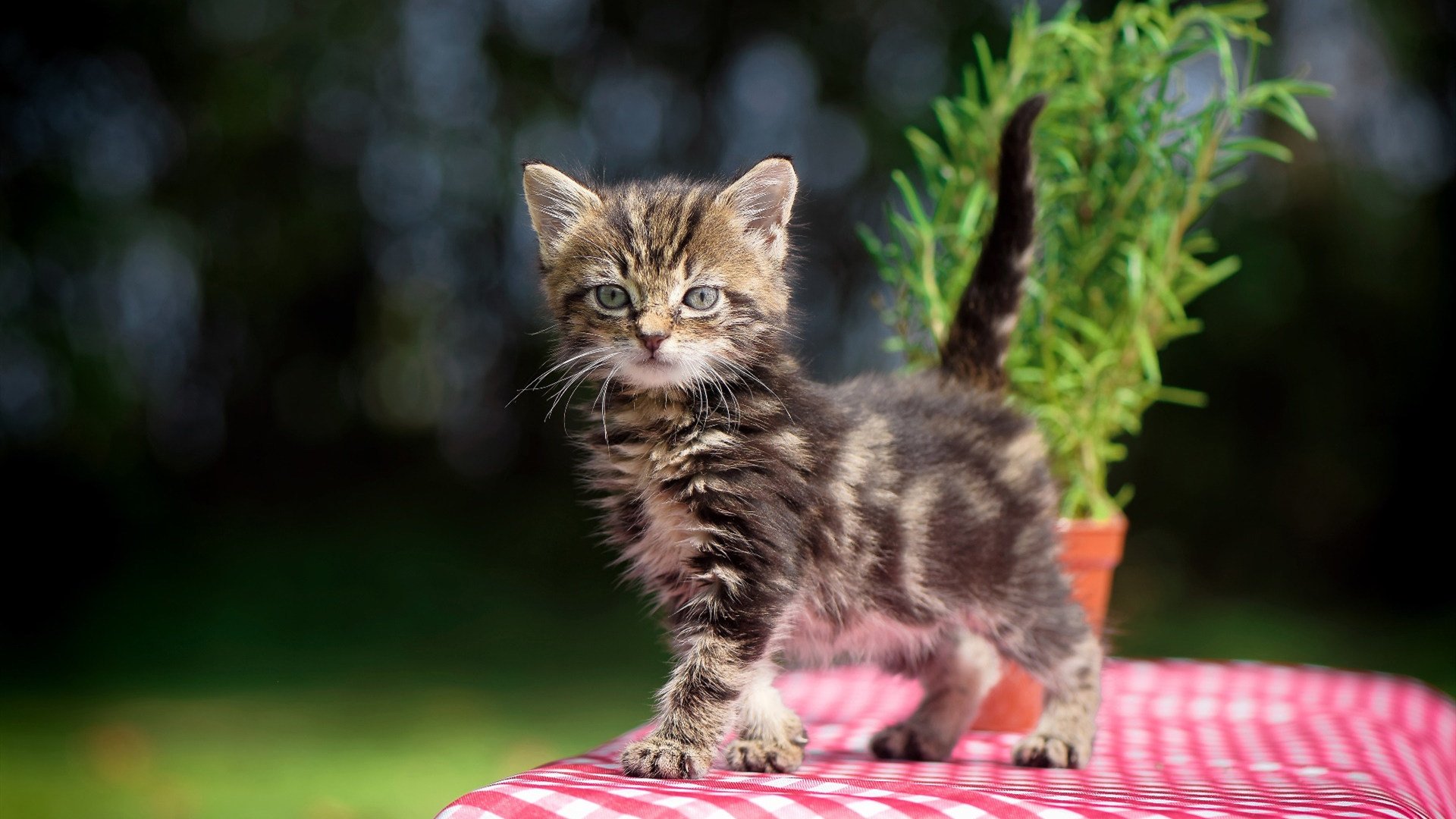 克罗地亚马术协会出版“Sinjska Alka”历史专著，记录赛事发展历程。，克罗地亚3_0马耳他