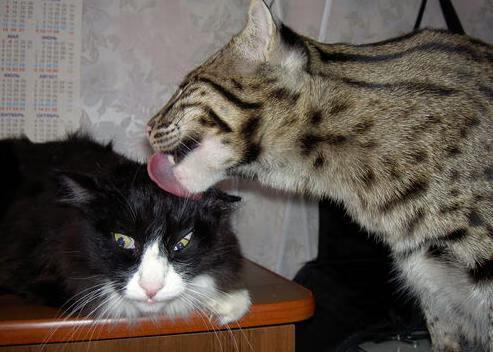 史上“最牛”篮下封盖:斯托亚科维奇在对阵勇士时完美封堵对手关键投篮!