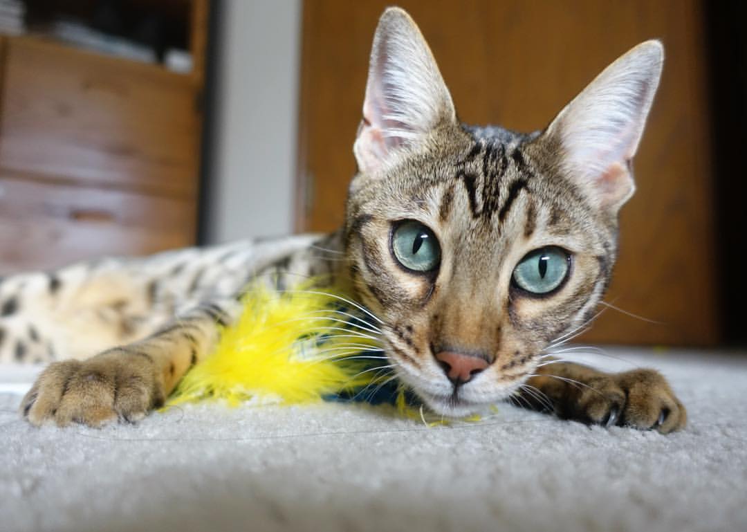 Leyu Sport登录入口-德甲精彩瞬间：关键扑救阻击对手反攻，战术变化层出不穷，德甲扑救榜