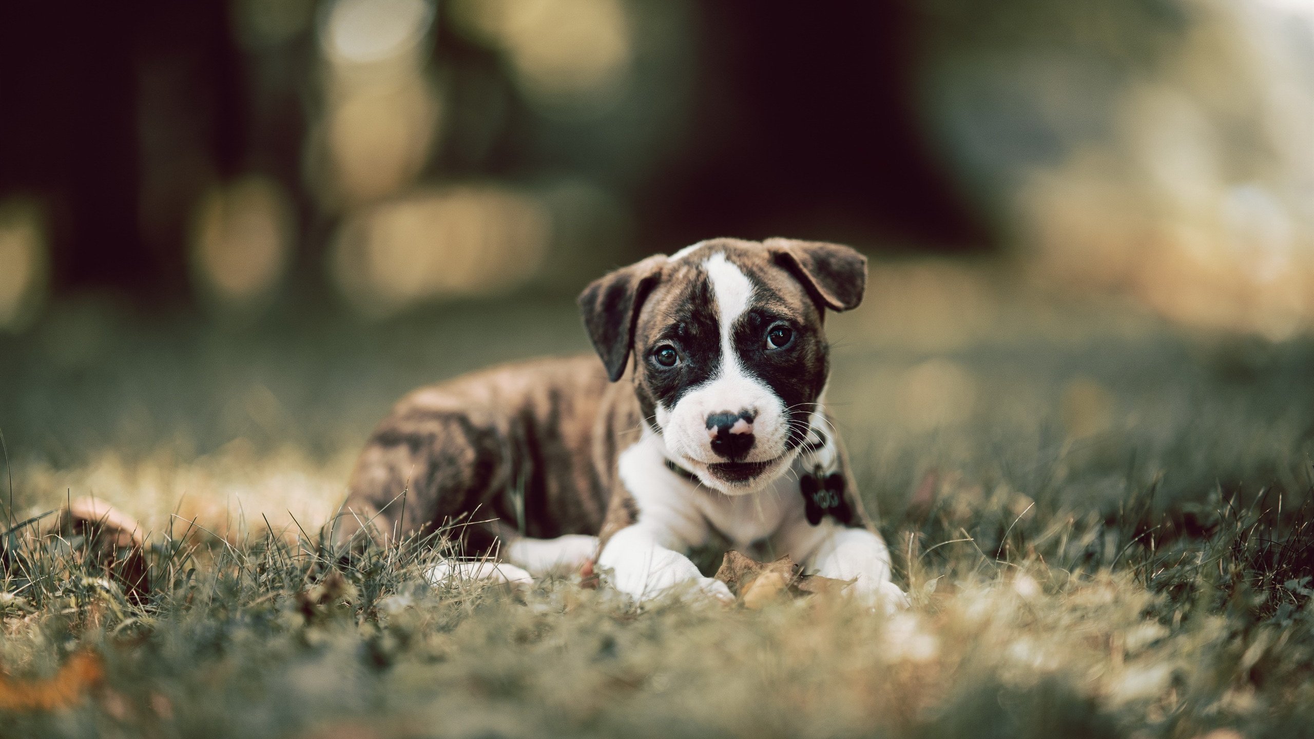 法国队在欧洲杯中连续三场零封对手,法国队欧洲杯大名单公布