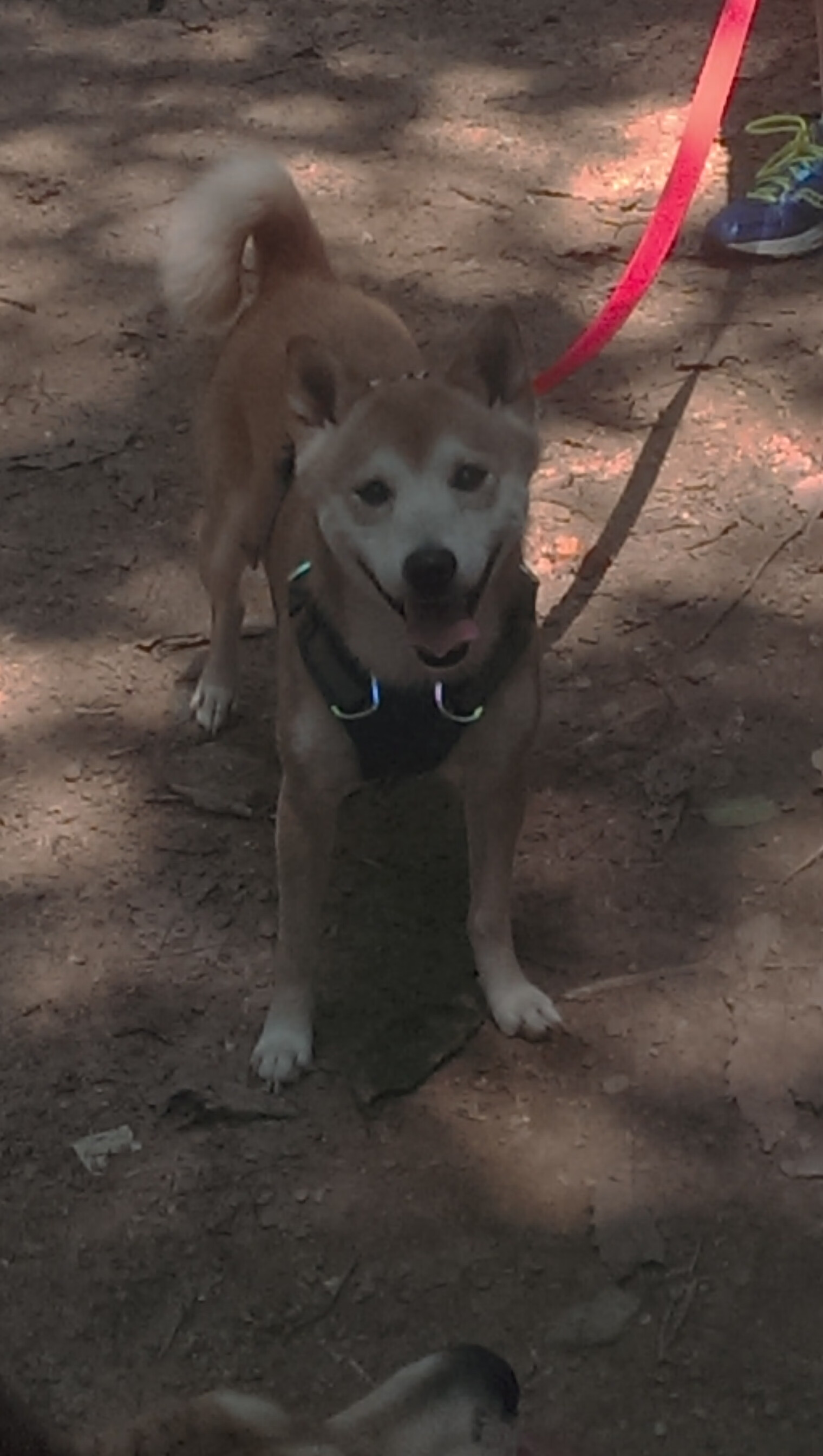 篮球裁判执法视频辅助技术推广应用,篮球裁判员执裁案例测试题