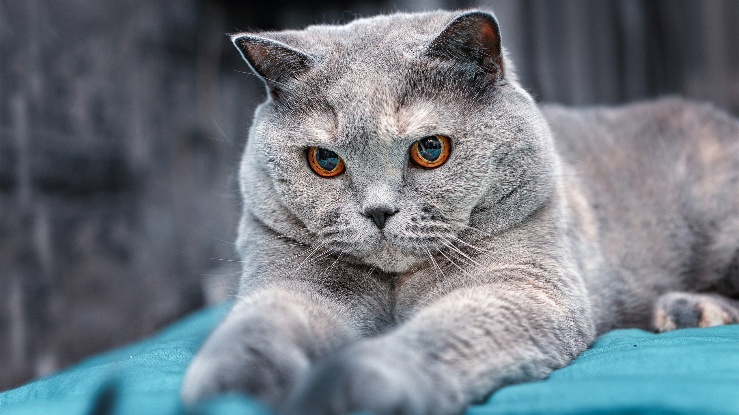 乐鱼app-英超裁判采用最新技术，判罚更精准，2021赛季英超裁判