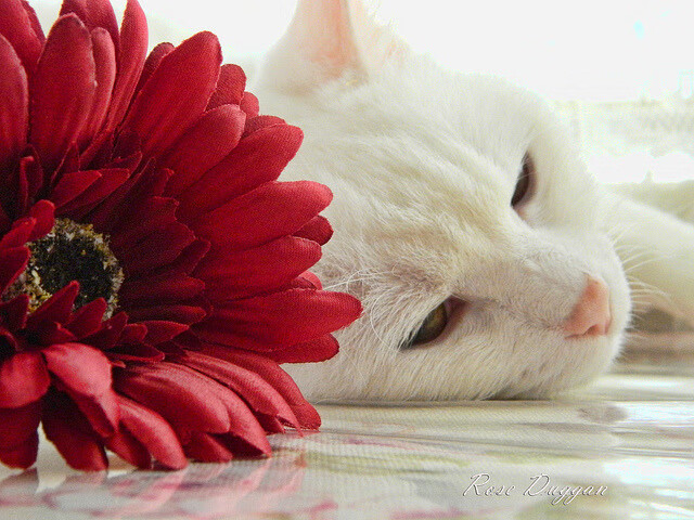 leyu乐鱼体育综合-赛季回顾：从起点到高潮的每一步，新赛季起始段位