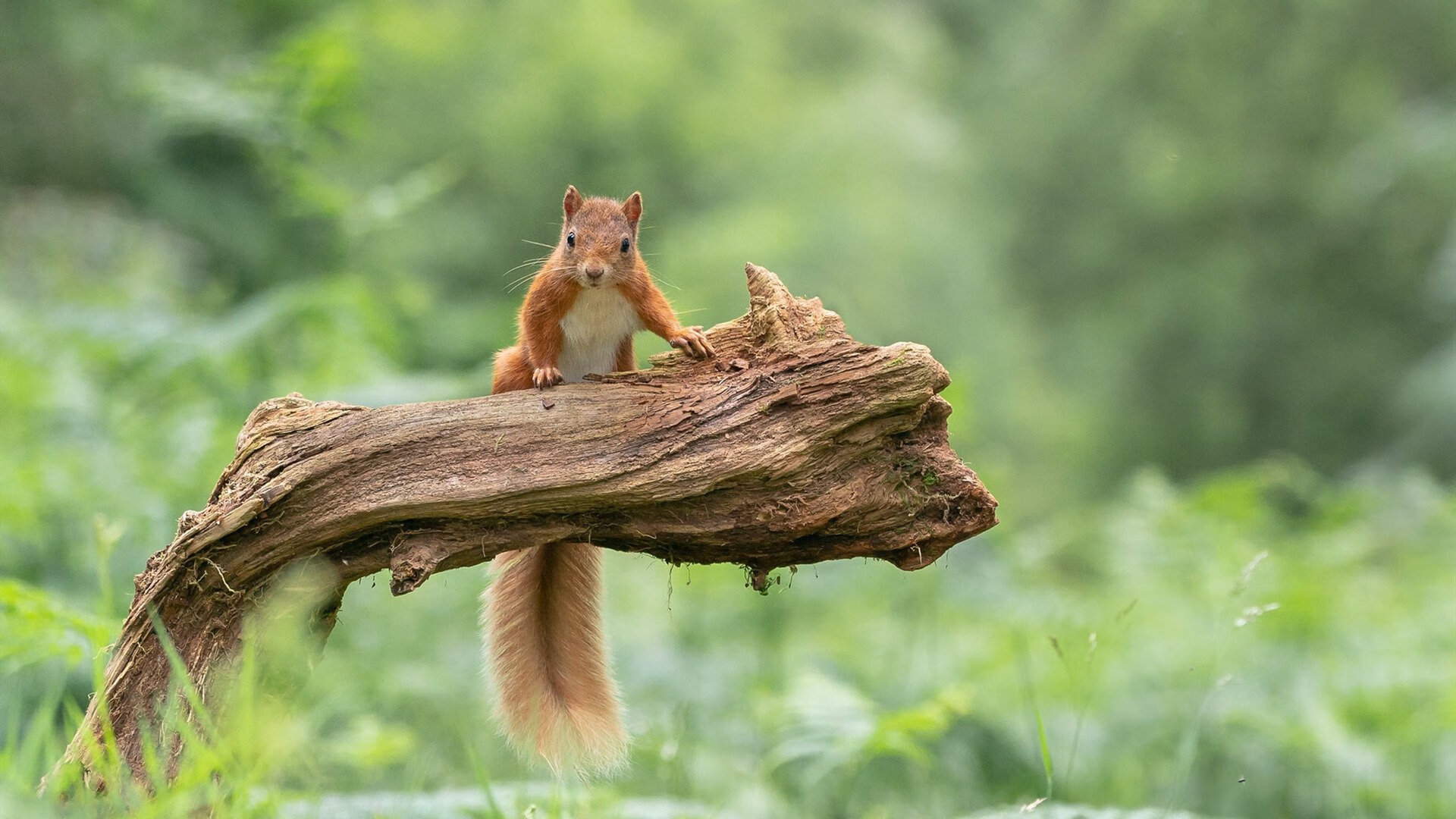 马赛新援爆发，成球队新领袖，马赛主场球迷
