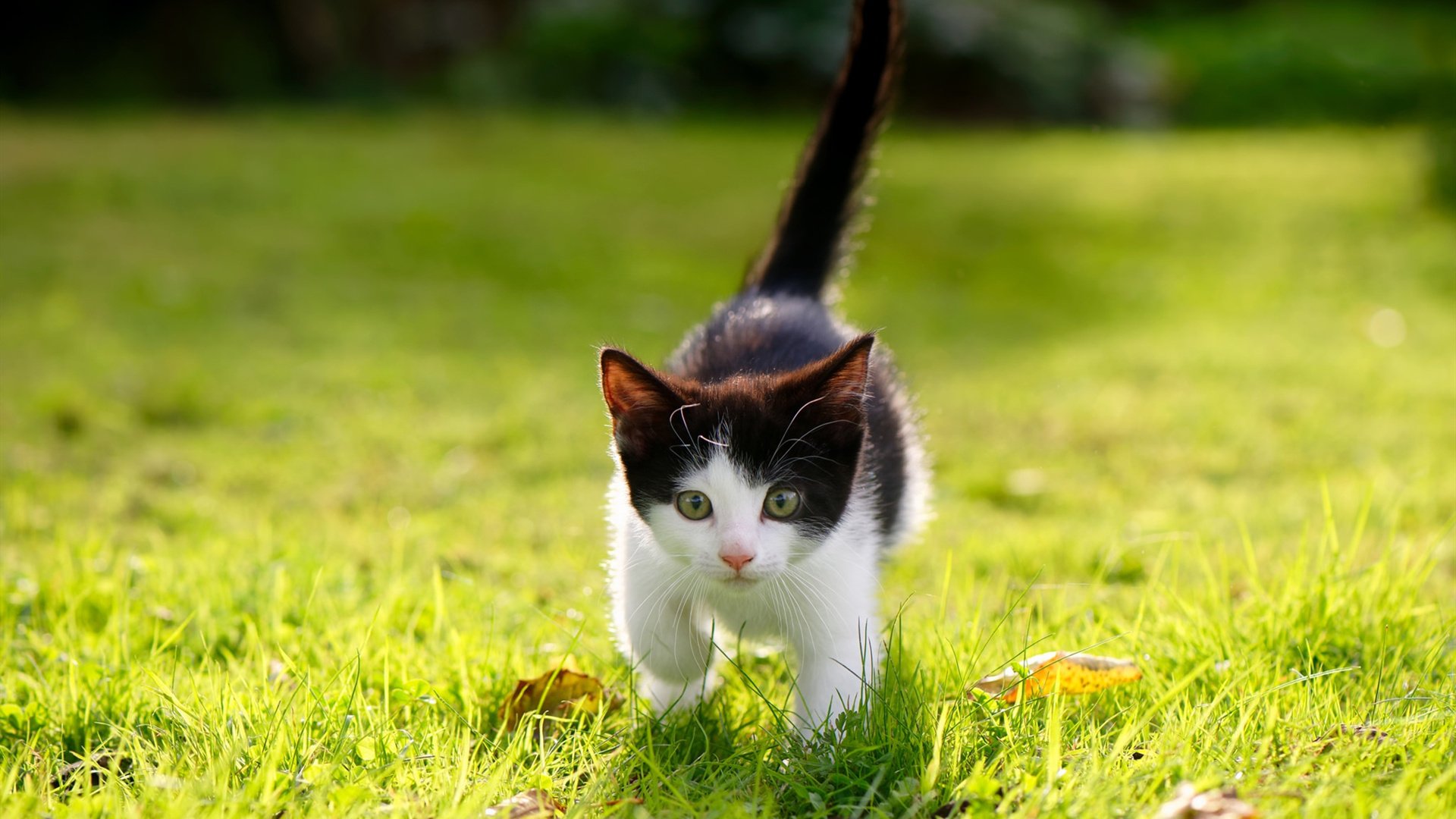 一位年轻球员在比赛中展现出潜力,十大年轻球员