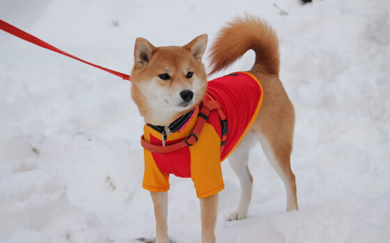 国民队防守端表现稳健,国民队长