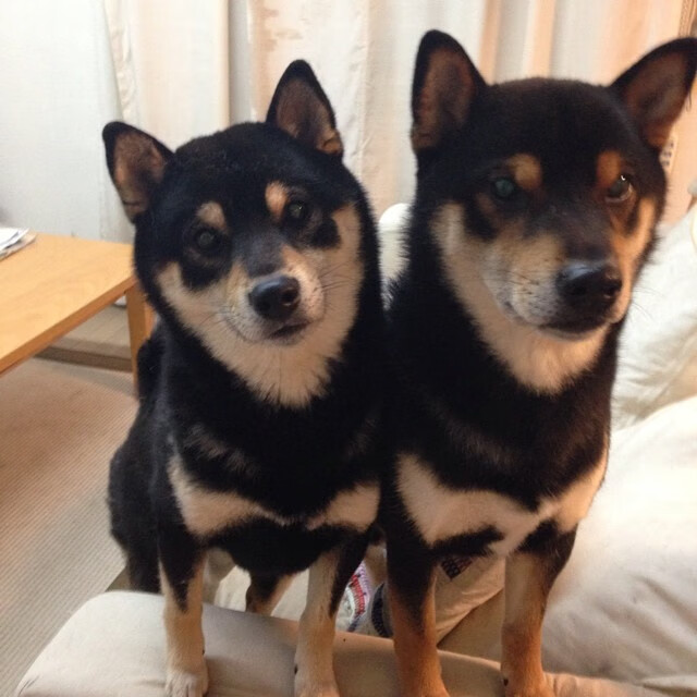 山东泰山年轻球员崭露头角，山东泰山队主帅