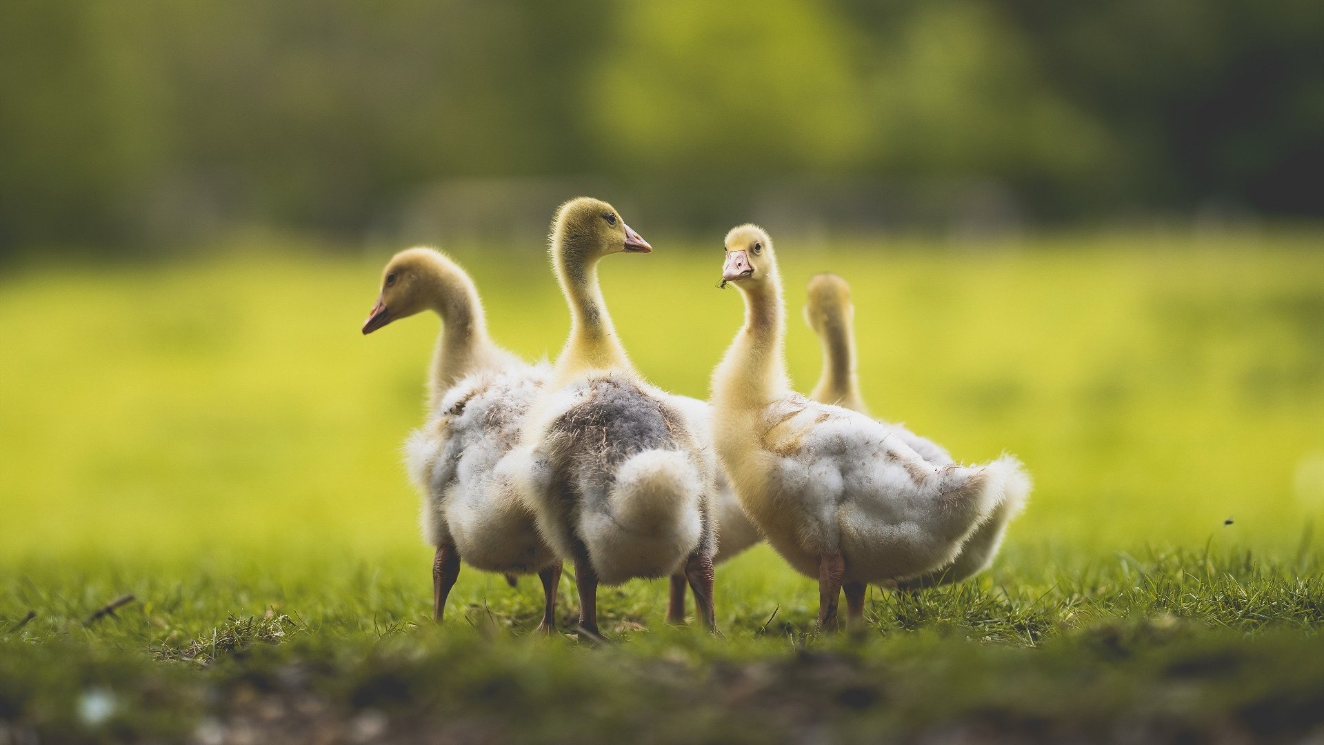 开拓者主帅公开晒训练成绩表 队员拼劲十足，开拓者队教练