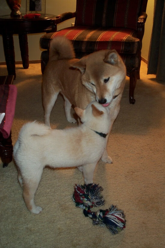 比利亚雷亚尔主场战平，暂居中游，比利亚雷亚尔现主帅是谁