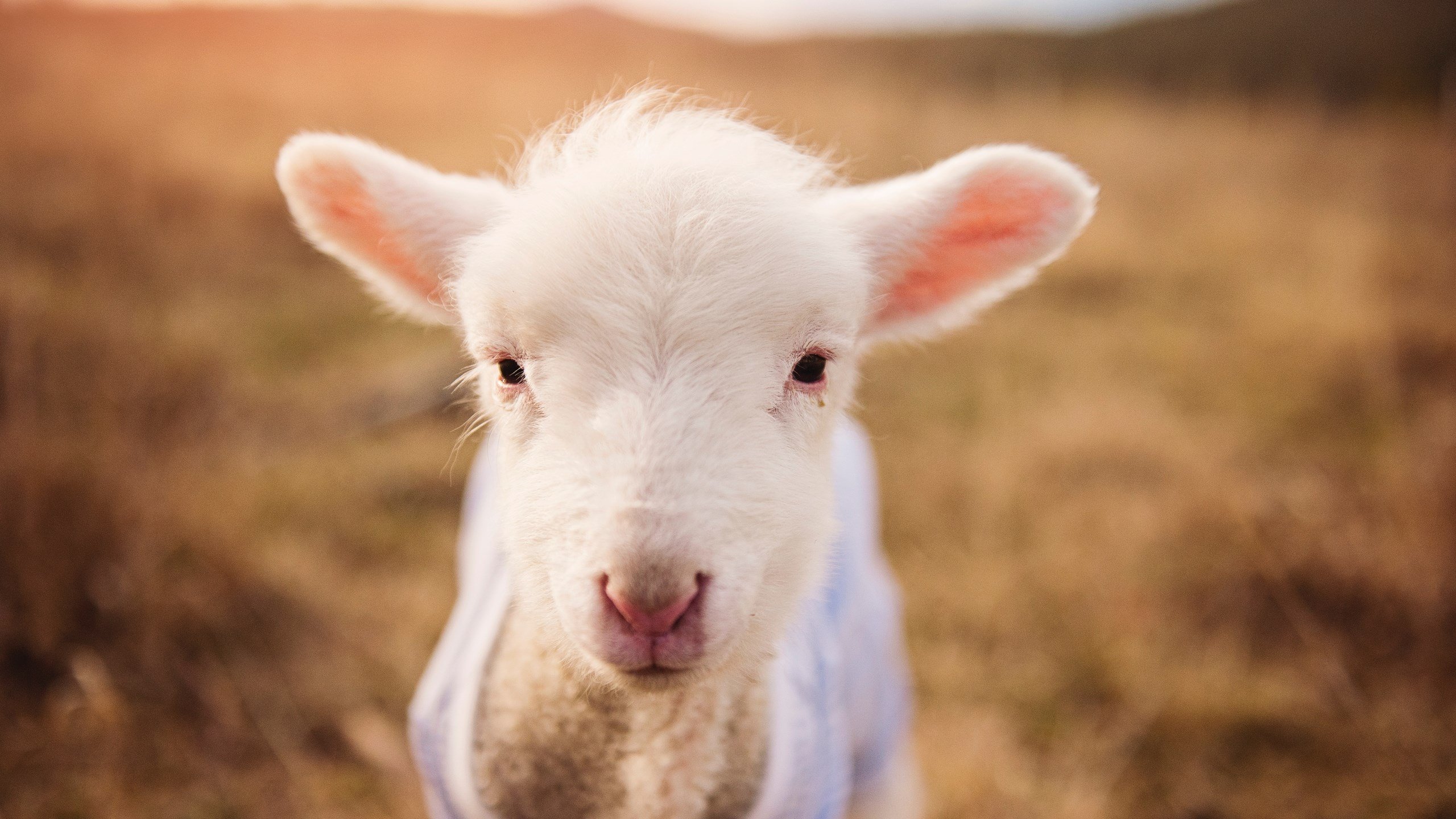 乐鱼电竞在线平台-电竞职业选手比赛前心理状态调节及赛后恢复方法研究，电子竞技比赛的心理调控方案