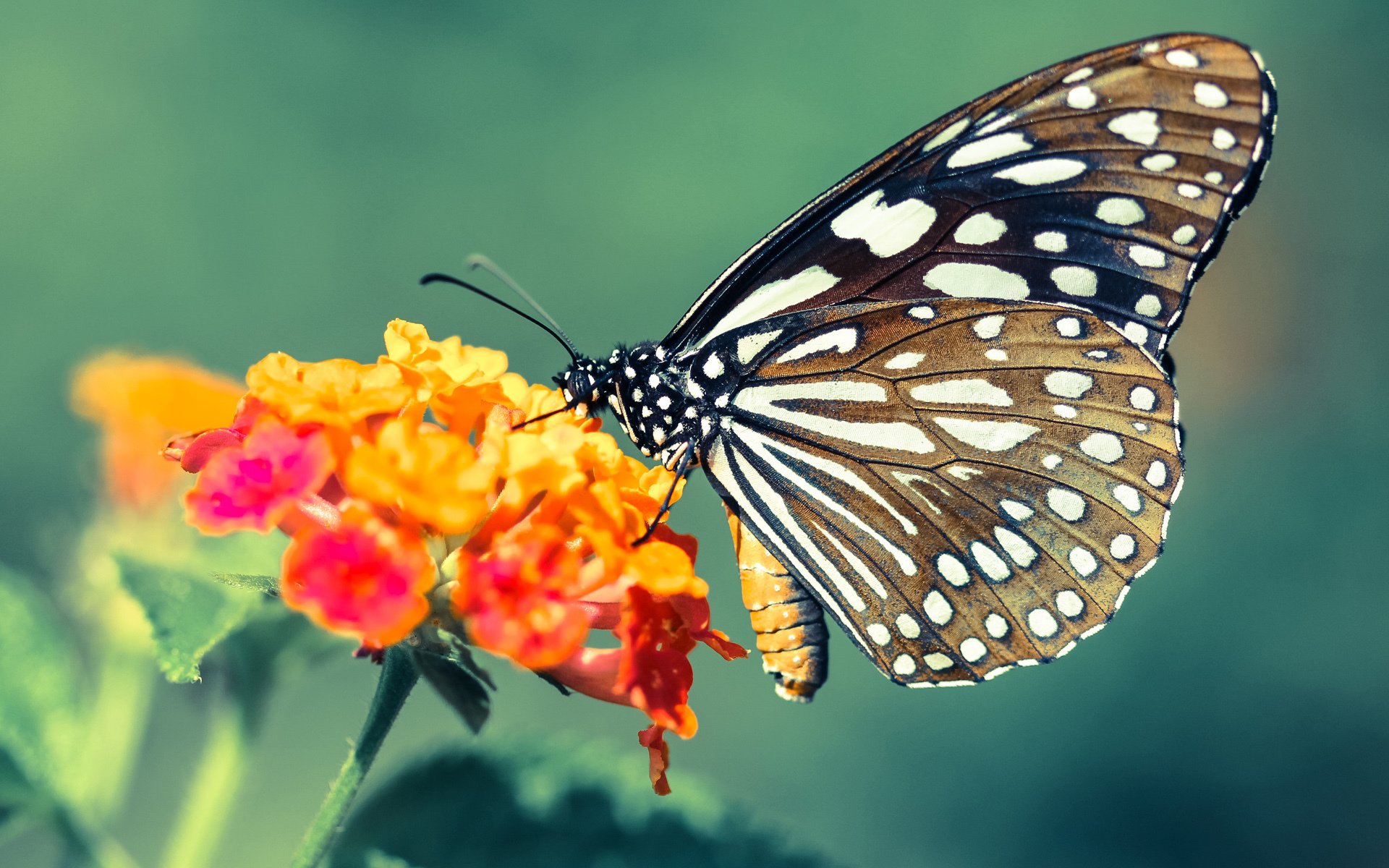 运动员训练数据分析系统，运动员数据分析软件