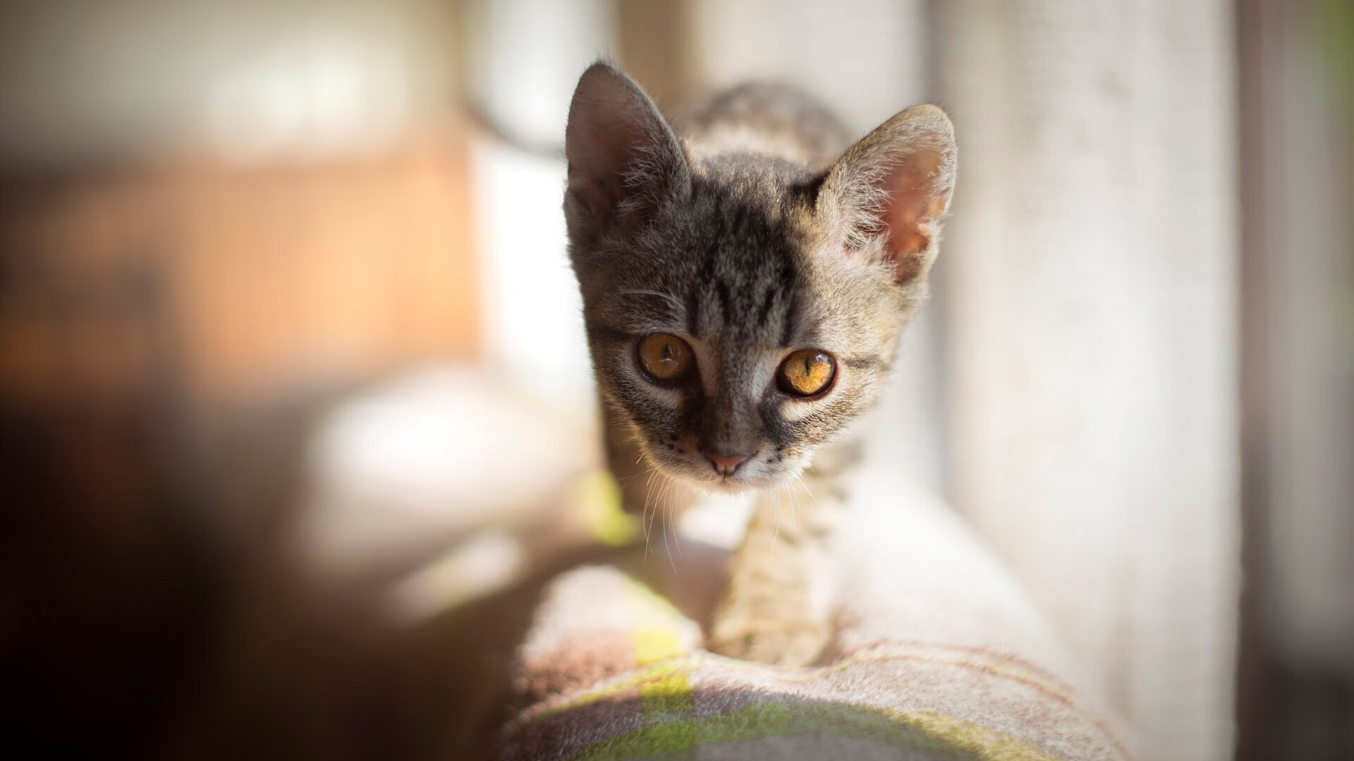 “2025世界运动会：三叉湖校区滚球赛事挑战极限精准”