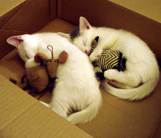 乐鱼（LEYU）体育-自由式滑雪动作创新提升观赏性，自由式滑雪动作术语